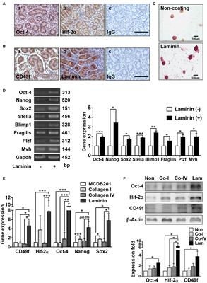 Niche Laminin and IGF-1 Additively Coordinate the Maintenance of Oct-4 Through CD49f/IGF-1R-Hif-2α Feedforward Loop in Mouse Germline Stem Cells